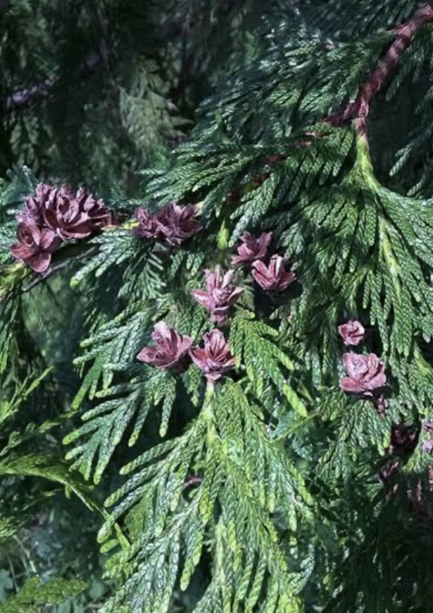 <p><mark data-color="blue" style="background-color: blue; color: inherit;">Gymnosperm:</mark> Thuja plicata</p>