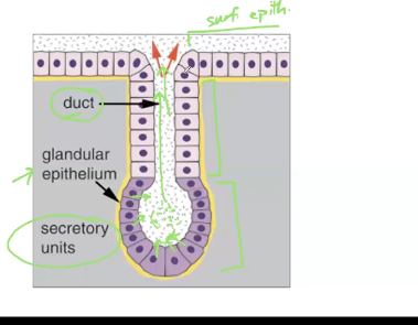 <p>Has a duct(s) and secretory unit(s)</p>