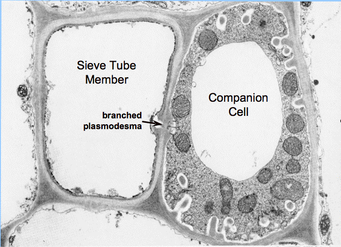 <p>Sieve Tubes and Companion Cells</p>