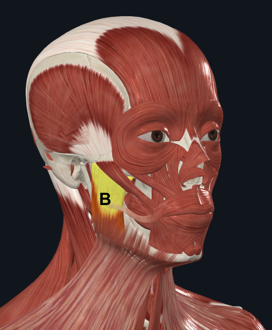 <p>B</p>