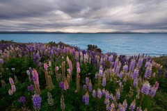 <p>A student wants an entire landscape photograph to appear sharp from foreground to background. Which camera adjustment is MOST appropriate?</p>