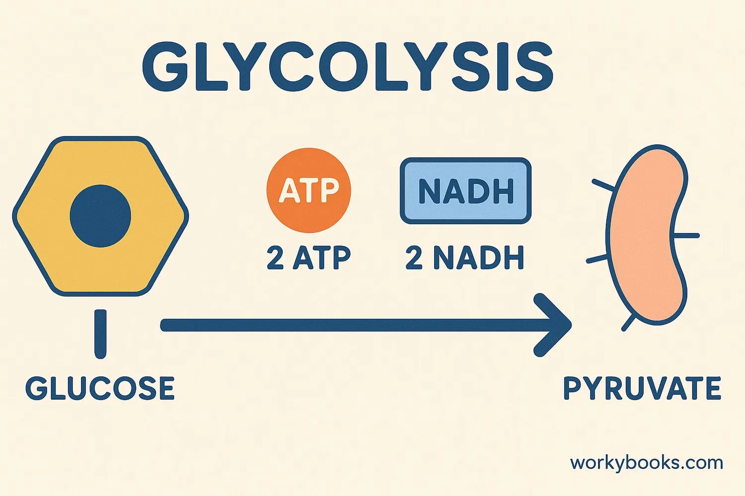 <p>Glycolosis </p>