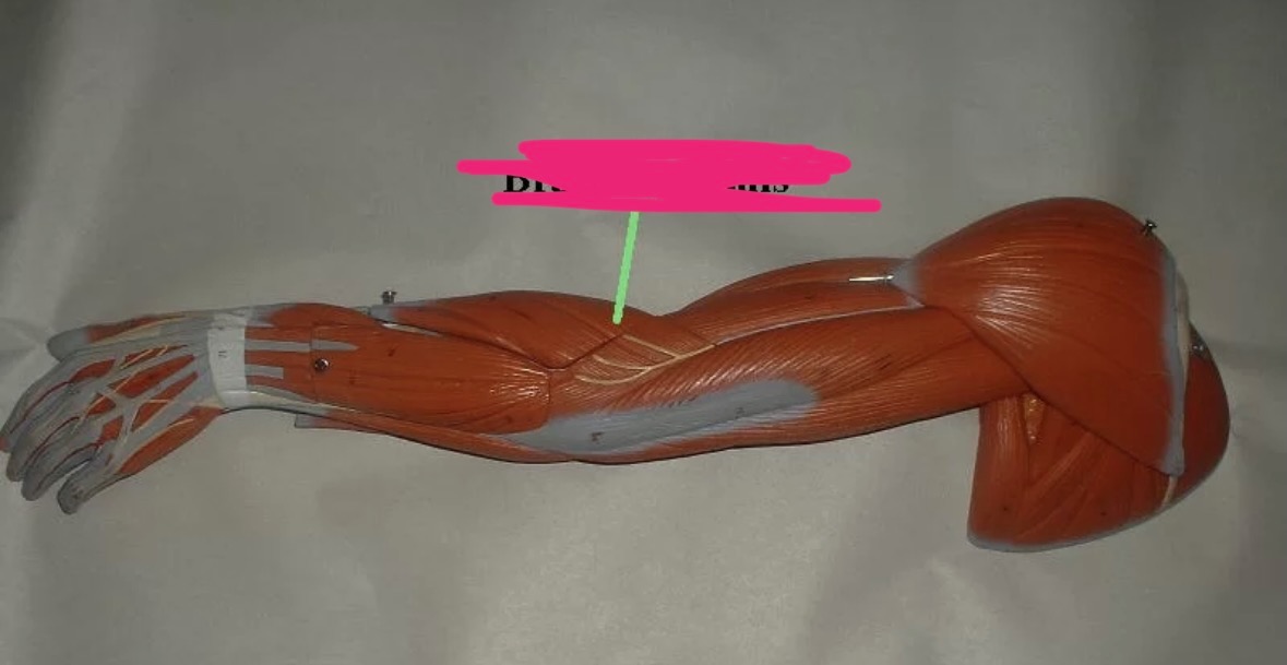 <p><span>What muscle is this?</span></p>