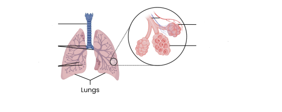 <p><strong>Describe the gross structure of the human gas exchange system.</strong></p>