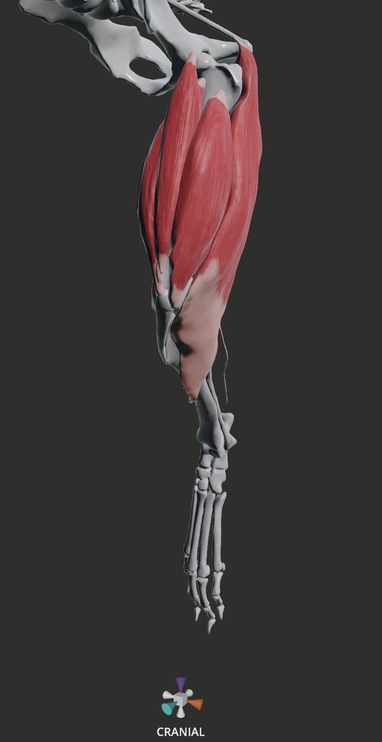 <p>CRANIAL</p><ol><li><p>quadriceps femoris (all heads) - MAIN</p></li><li><p>biceps femoris - very minor</p></li></ol><p></p>