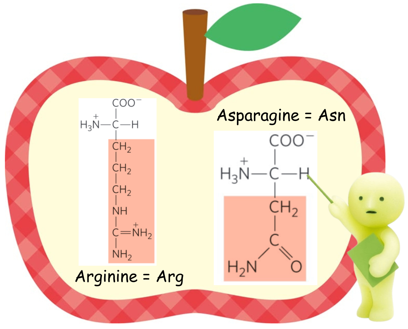 <ul><li><p>Asparagine = Asn</p></li><li><p>Arginine = Arg</p></li></ul><p></p>