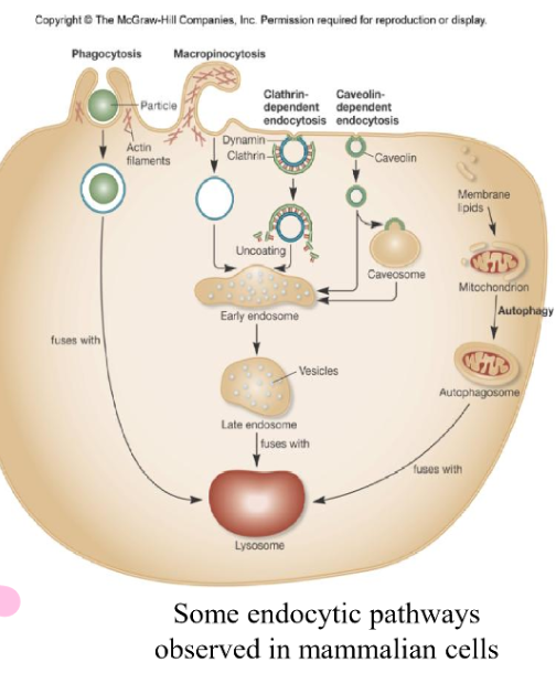 <p>endocytic pathway</p>