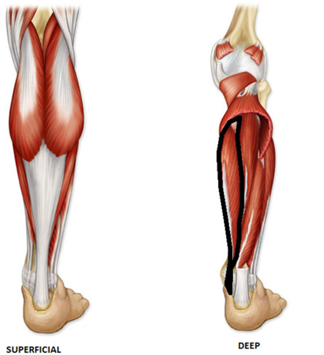 <p>Origin: medial part of posterior surface of tibia inferior to soleal line and by a broad tendon to fibula</p><p>Insertion: bases of distal phalanges of lateral four digits</p><p>Innervation: tibial nerve (<strong>S2</strong>, S3)</p><p>Action: flexes lateral four digits; plantar flexes ankle; supports longitudinal arches of foot</p>