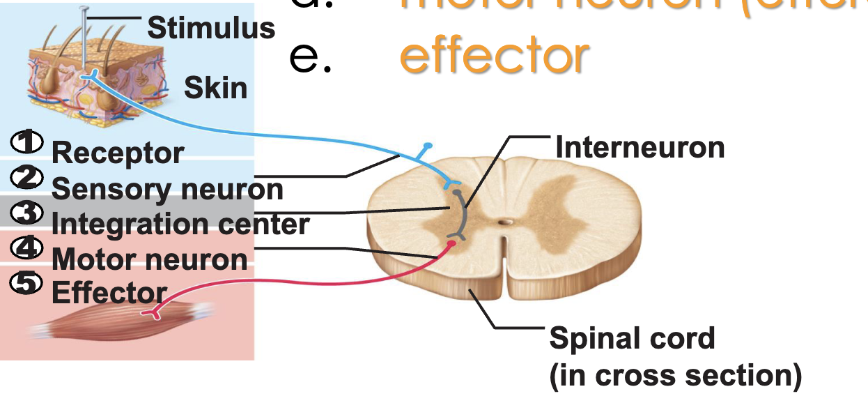 <p><strong>Neuronal Integration </strong></p><p>What are the five components of a reflex arc?</p>