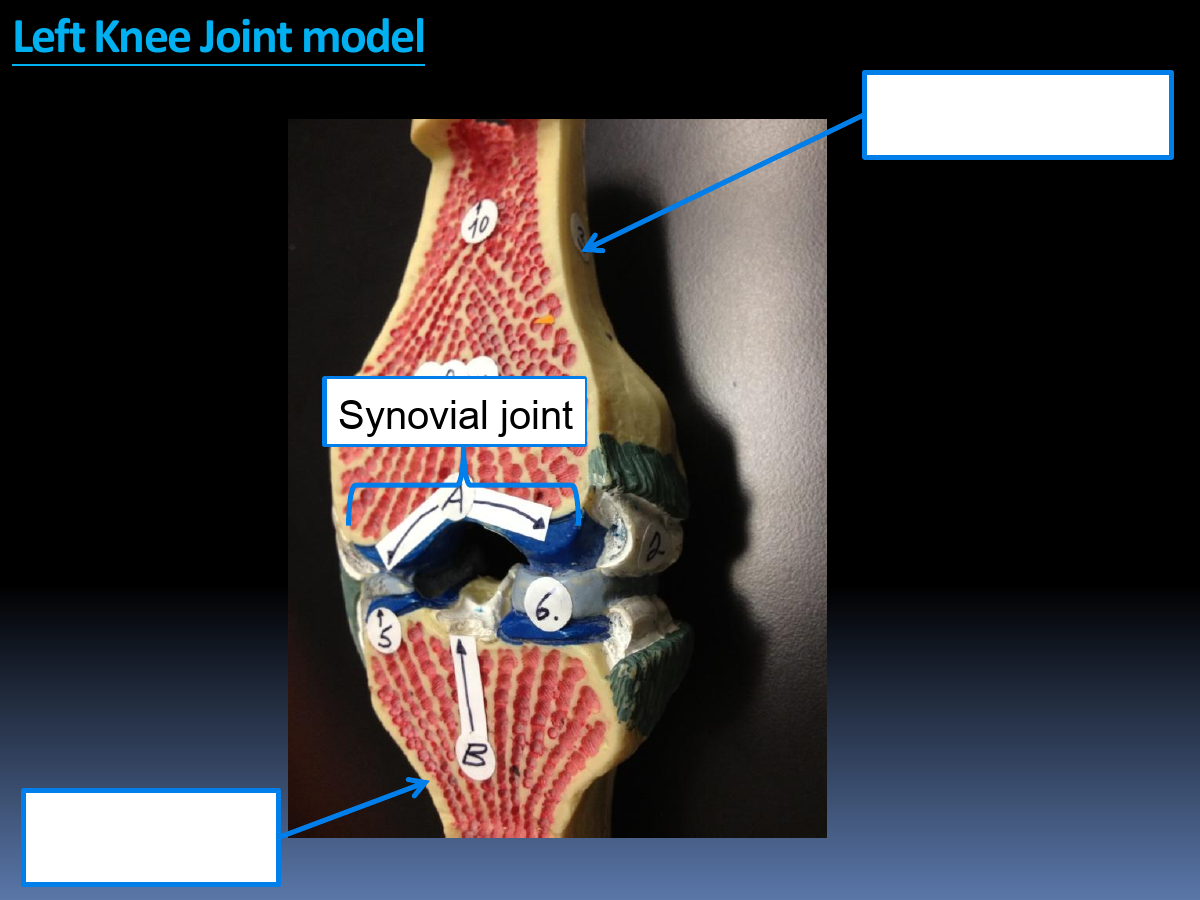 Structure: Synovial joint