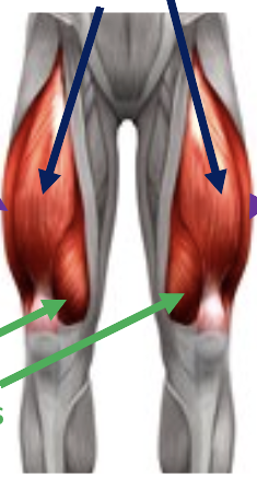 <p>what is the dark blue arrow pointing to</p>
