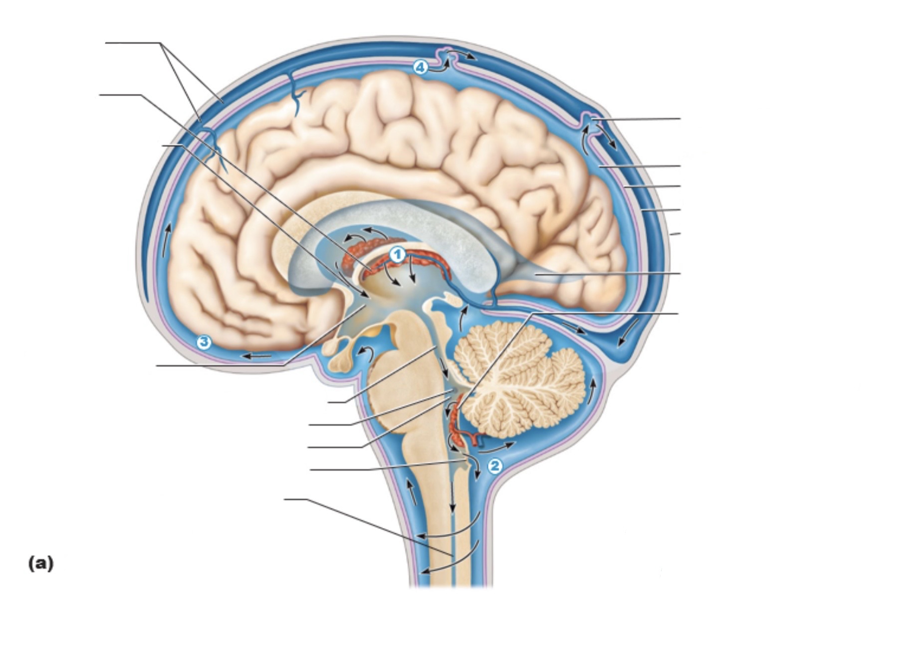 <p><a target="_blank" rel="noopener noreferrer nofollow" class="link" href="https://assets.knowt.com/user-attachments/5c7a9a56-8d57-4a58-8fcc-23cde8ba0adb.jpg" data-prevent-progress="true">https://assets.knowt.com/user-attachments/5c7a9a56-8d57-4a58-8fcc-23cde8ba0adb.jpg</a></p>