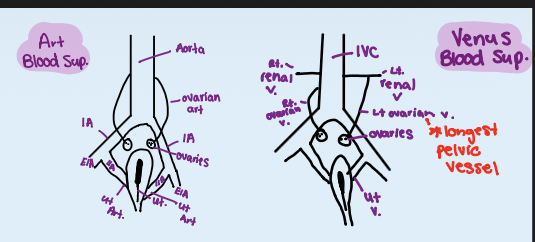 <ul><li><p>Iliac arteries</p><ul><li><p>anterior &amp; medial to psoas muscles</p></li><li><p>bifurcate into </p><ul><li><p>external iliac artery &amp; internal iliac artery</p></li></ul></li></ul></li><li><p>Ovarian veins</p><ul><li><p>left → drains into left renal vein</p></li><li><p>right → drains directly into IVC</p></li></ul></li></ul><p></p>