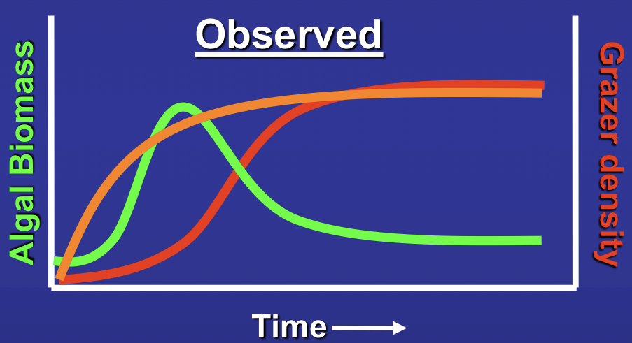 <p>match to the model (no change in biomass, increase in grazer density)</p><p>increased growth rate due to secondary production by grazers</p>