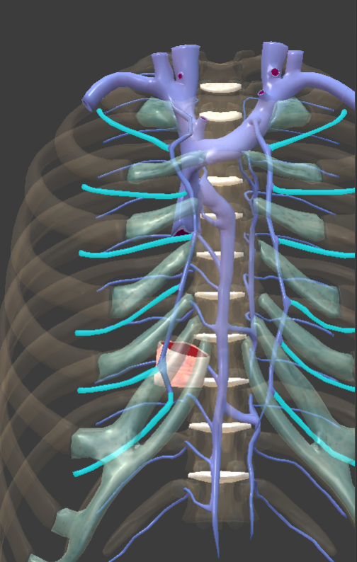 <p>vein of the thorax, a series on each side</p>
