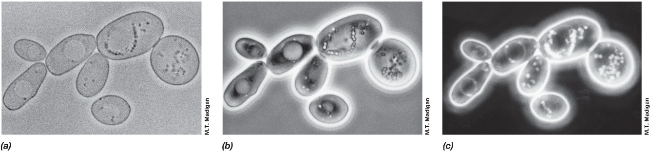 <ul><li><p><em>improves image contrast of unstained live cells</em></p></li><li><p><em>the phase ring amplifies differences in the refractive index af the cell </em></p></li></ul><p></p>