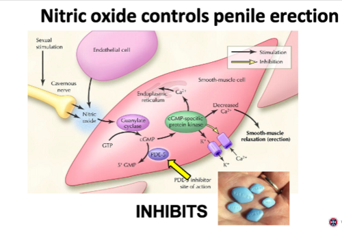 <p>Anatomical: blood entering the corpus cavernosum due to smooth muscle relaxation</p><p>Sexual stimulation activates the cavernous nerve > releases Nitric oxide > stimulates guanylate cyclase to convert GT > cGMP > protein kinase decreases intracellular calcium causing smooth muscle relaxation and blood filling to the corpus cavernosum</p>