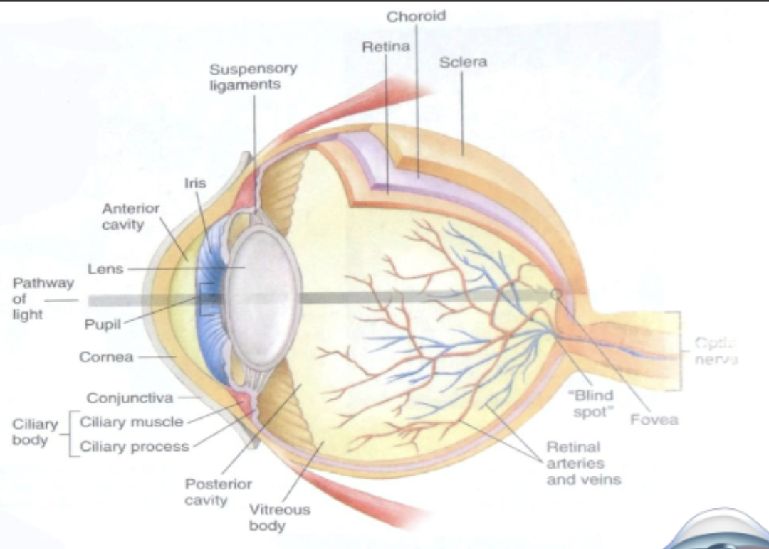 <p>- corne</p><p>- pupil</p><p>- lens</p><p>- ciliary muscle</p><p>- iris</p><p>- aqueous humor</p><p>- vitreous humor</p><p>- sclera</p><p>- choroid</p><p>- retina</p><p>- optic nerve</p>