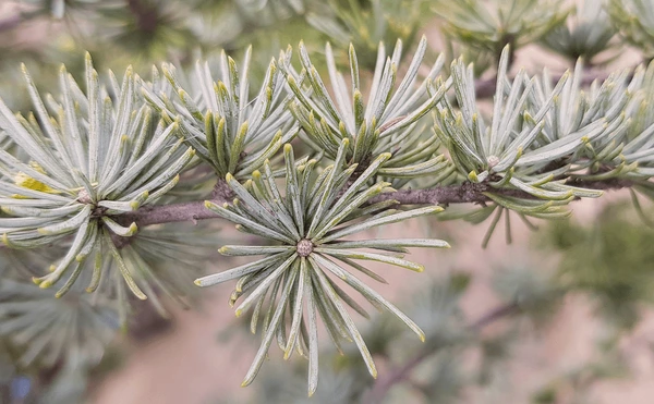 <p>Leaf shape/form</p>