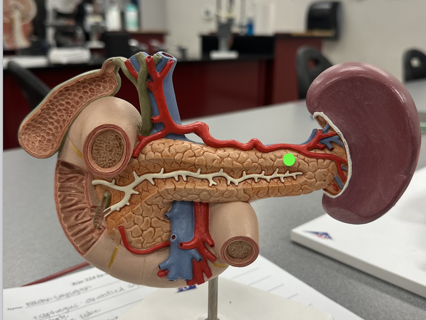 <p>Identify structure</p>