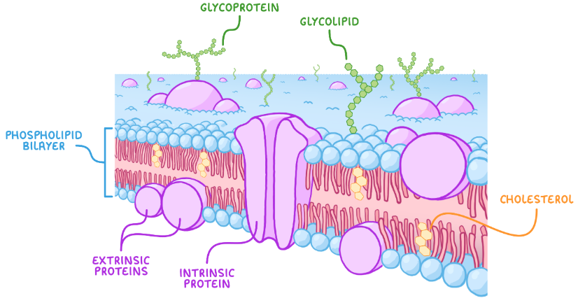 <p>The phospholipid bilayer prevents water-soluble substances passing through but allows lipid-soluble substances through.<br>Cholesterol bind to the phospholipid fatty acid tails, causing them to pack closer together, reducing the fluidity of the membrane.<br>Intrinsic (integral) proteins are embedded through both sides of the phospholipid bilayer. These include channel and carrier proteins which transport large molecules and ions across the membrane.<br>Extrinsic (peripheral) proteins are only present on one side of the phospholipid bilayer. They support the membrane and may be involved in cell signalling.<br>Glycoproteins consist of intrinsic proteins attached to carbohydrates. Glycolipids consist of lipids attached to carbohydrates. Both are involved in adhesion, cell recognition and cell signalling.</p>