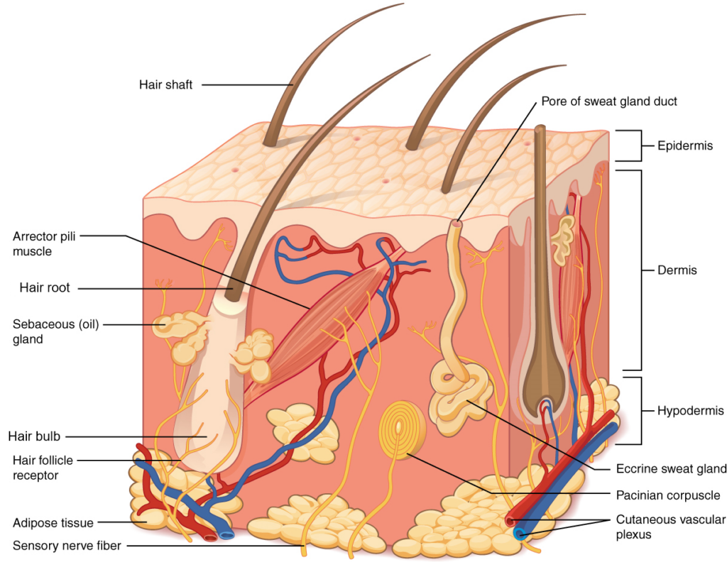 <p>The Integumentary System is the ______ _____ and system in the body.</p>