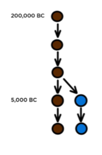<p>RANDOMLY OCCUR: cause genetic variation and change allele frequencies</p><p>Mutations occur in the DNA of an individual – but have the potential to affect an entire gene pool!</p><p>Ex. At the beginning of the human race, brown was the only eye colour humans could have. The allele frequency for brown eyes was 1.0 (100%)/ A mutation created a new allele for blue eyes! Slowly, the allele frequency shifted, although brown is still the most common</p>