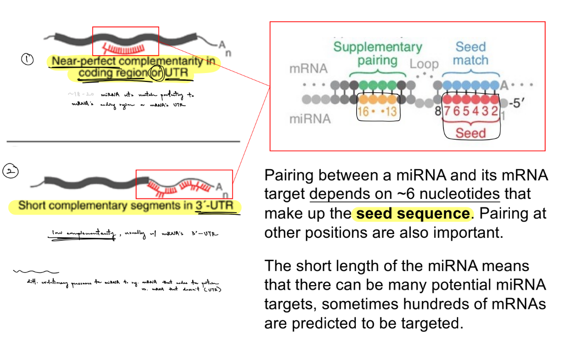 <ul><li><p>are encoded in the genome</p></li><li><p>are small RNAs of <u>20-25</u> nucleotides long</p></li><li><p>cause <strong>degradation (through cleavage) </strong>to <strong>inhibit </strong><u>translation of the mRNA target</u></p></li></ul><p>__</p><p><strong>true</strong>: miRNAs are processed in the nucleus & cytoplasm, and then in the cytoplasm, miRNA will interact w/ its target mRNA to determine the outcome</p><ul><li><p>miRNA interacts with its mRNA target via <u>standard </u><strong><u>base-pairing</u></strong> by:</p><ul><li><p><strong><u>near perfect/perfect complementarity</u></strong> in the <u>coding region OR UTR</u> <span style="color: rgb(197, 194, 194);">(of the target mRNA)</span> (that does exact pairing)</p></li><li><p><strong><u>short complementarity</u></strong> in the <u>3’ UTR</u> (that does imprecise pairing)</p></li></ul></li></ul><ul><li><p>pairing b/w a miRNA and its mRNA target depends on the <strong><u>seed sequence</u></strong> ←<u> ~6 nucleotides</u></p></li></ul><p>_</p><p>miRNAs usually <strong><u>inhibit</u> </strong>mRNAs from undergoing translation (so <u>less</u> protein is expression)</p>