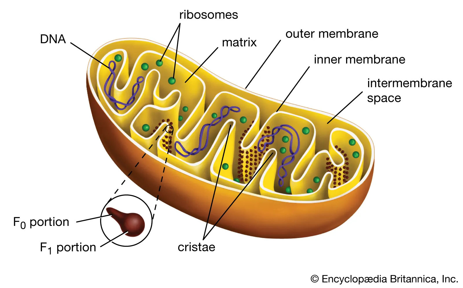 <p>converts sugars into ATP energy in all cells; helps with cellular respiration</p>