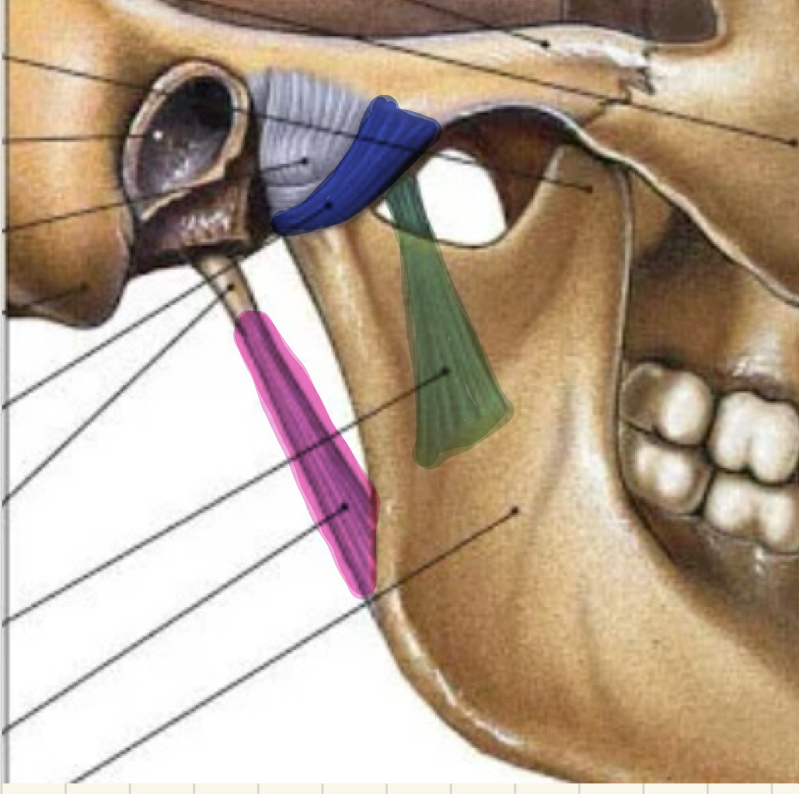 <p>Identify the three ligaments in the TMJ</p>