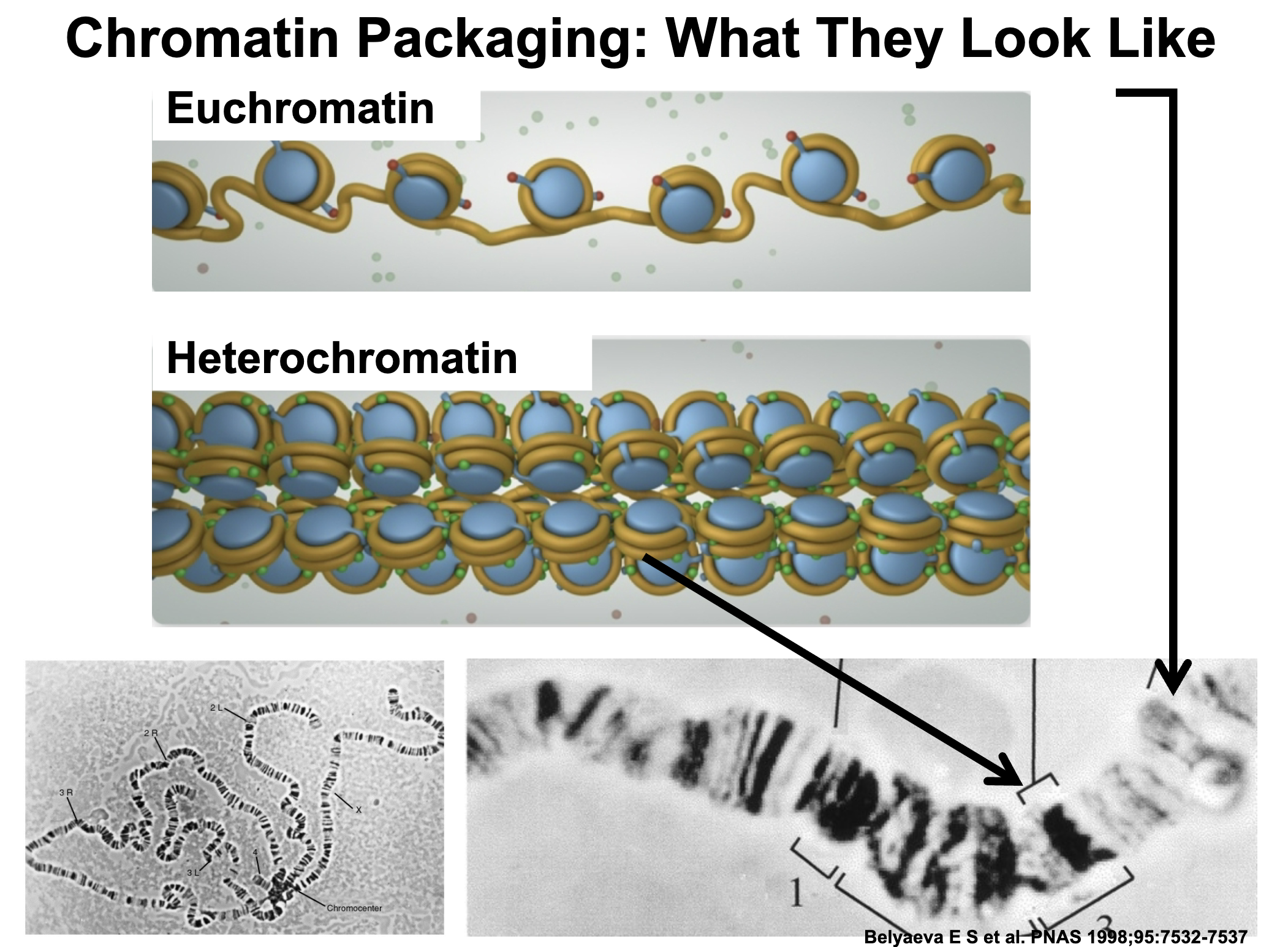 <ul><li><p><strong>Euchromatin: </strong>Chromatin in relatively decondensed regions and stains lightly.</p></li><li><p><strong>Heterochromatin: </strong>More compacted regions and stains more darkly. Some regions of chromosomes are particularly rich in heterochromatin. Telomeres (special DNA at the ends of chromosomes) and centromeres are heterochromatic. Regions with highly repetitive DNA</p></li><li><p>Chromatin structure affects transcription, but also replication, recombination, and chromosome transmission:</p></li></ul><ol><li><p>Rearrangements that place an origin of replication into heterochromatin result in late replication, possibly delaying cell division</p></li><li><p>Recombination involves breaking DNA and joining it to a different molecule. Heterochromatic regions experience less recombination, which can protect some parts of the genome, like the ribosomal RNA synthesis genes</p></li><li><p>The special histone CENP-A is needed to form a functional centromere, which is needed for proper chromosome separation </p></li><li><p>Some transcription does occur in heterochromatic regions, but translocation of a gene from a euchromatic to heterochromatic region can actively prevent transcription </p></li></ol><p></p>