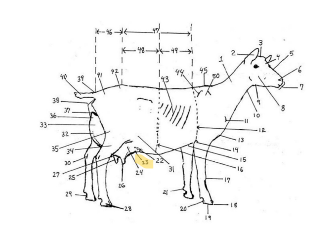 knowt flashcard image