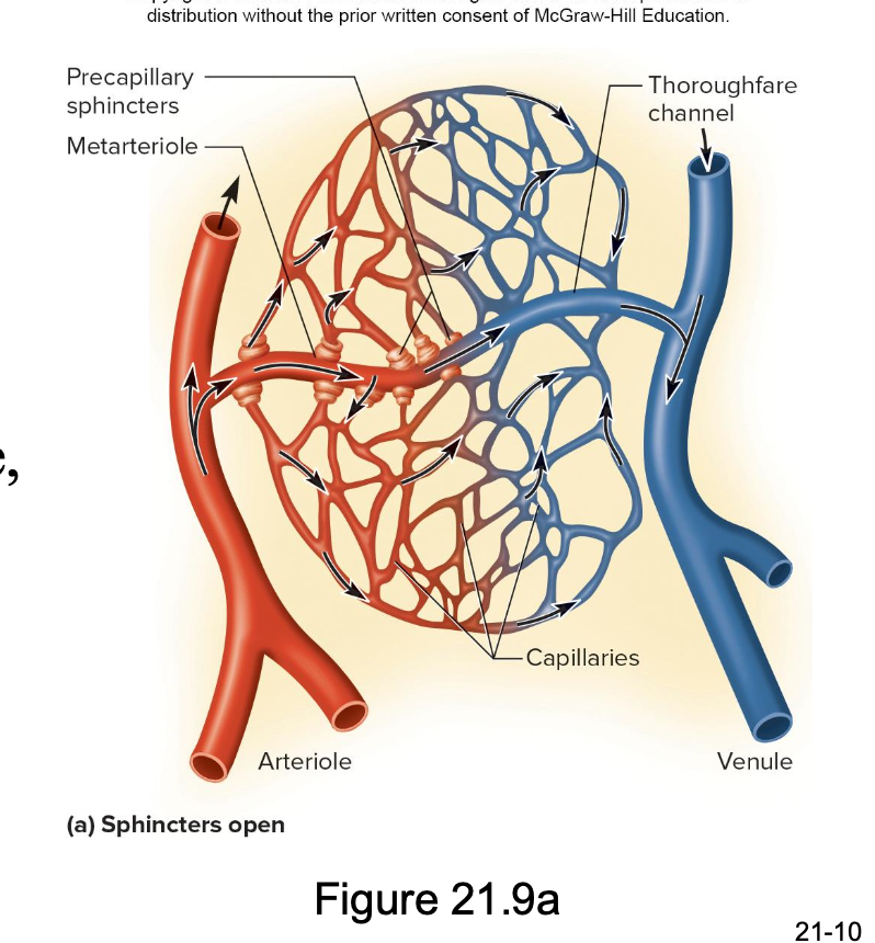 <p>precapillary sphincters close and blodo flows from metarteriole to thoroughfare channel</p>
