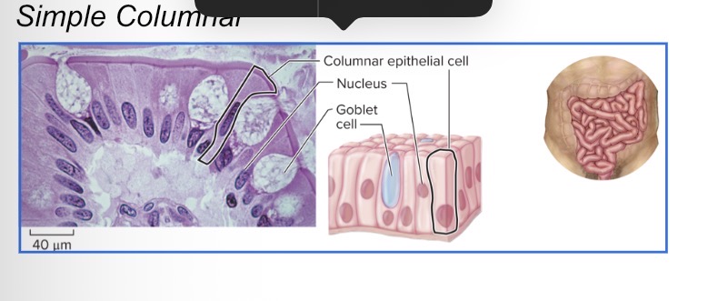 <ul><li><p><em>Characteristic Feature: </em>epithelial cells; appear more full</p></li><li><p><em>Cell shape/Characteristics</em>: taller than they are wide; column-like shape; has cilia</p></li><li><p><em>Function: </em>provides protection and functions in secretion and absorption</p></li><li><p><em>Location:</em> in the intestines, lining of the stomach, and parts of the respiratory tract</p></li></ul><p></p>