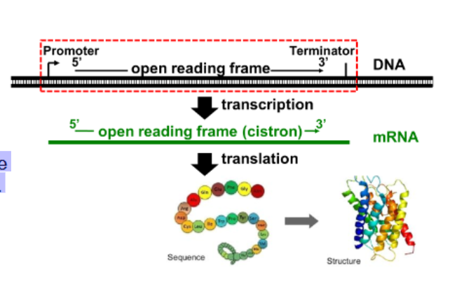 <p>what is a <strong>continous sequence within the coding region of a gene </strong>from start codon to stop codon that is a potential protein coding stretch that has a start codon , ends at a stop codon , and has no stop codons in between</p><img src="https://assets.knowt.com/user-attachments/20297230-7919-4c4e-be14-0f03e82c63b8.jpg" data-width="100%" data-align="center"><p></p>