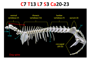 <p>B. C7 T13 L7 S3 Ca20-23</p>