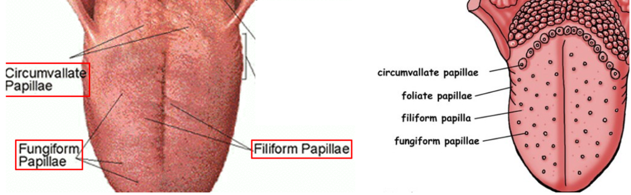 <p>A type of lingual papillae. Part of the gustation sensory system. Largest, round, form an upside down V at the back of tongue body, has taste buds.</p>