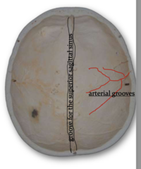 <p>identify the structure:</p>