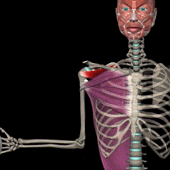 <p>rotation in the elbow/knee when at 90 degrees</p>
