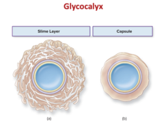 <p>- Glycocalyx: Irregular, slimy fuzz layer used to adhere to surfaces</p><p>- Capsule: Distinct, firmly attached gelatinous layer</p>