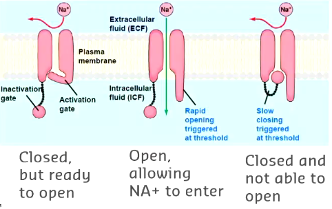 <p>closes shortly after channel opens stopping flow and activation of ions</p>