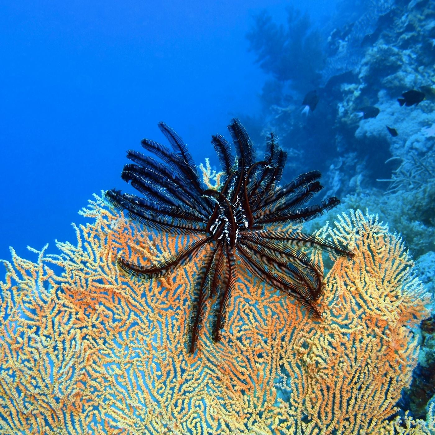 <p>Sea lilies and feather stars, passive suspension feeders </p>