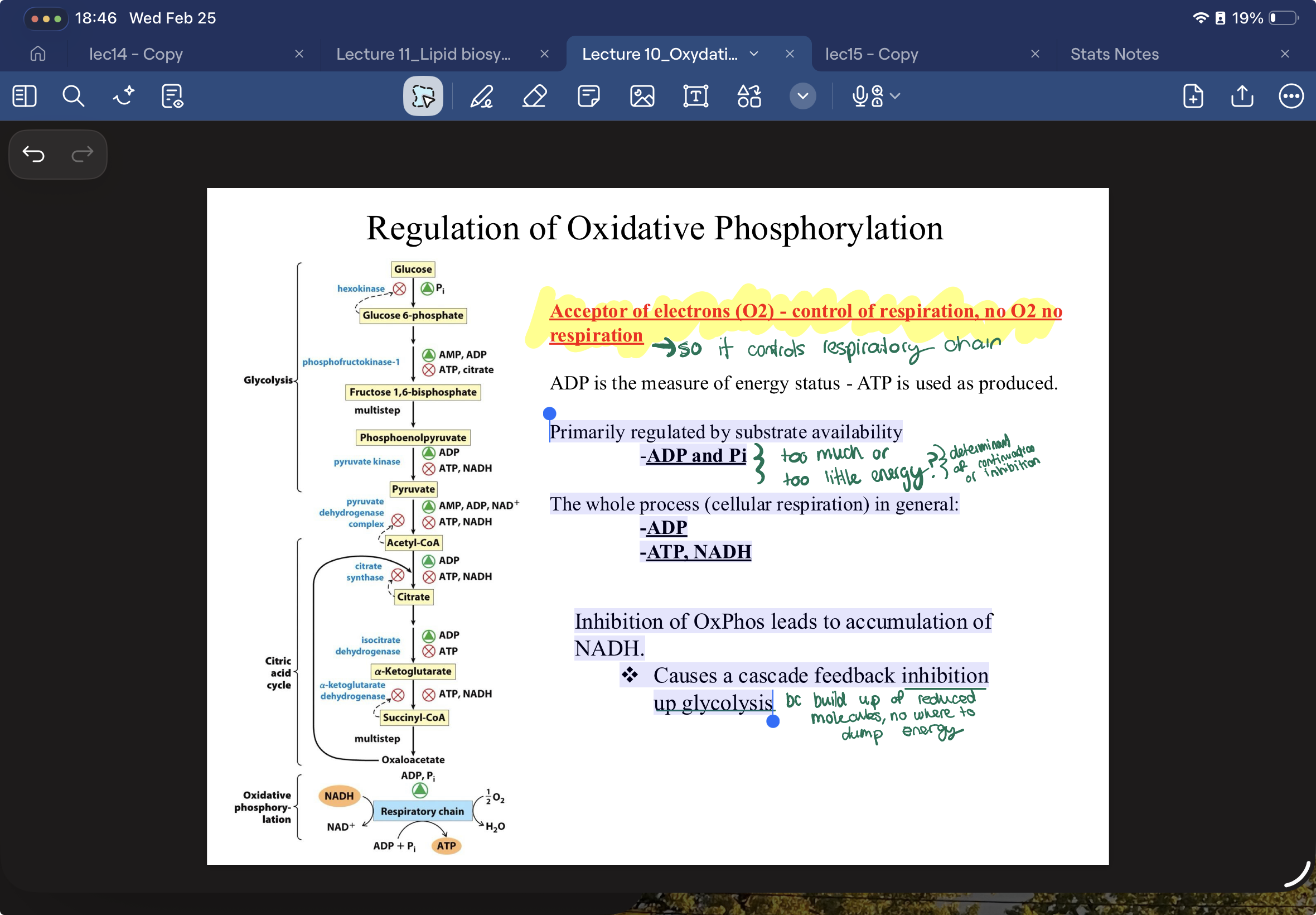 <ul><li><p>Oxygen is biggest controller bc if no final electron acceptor, system stops</p></li></ul><p>PRIMAIRILY REGULATED BY:</p><ol><li><p>substrate availability</p></li></ol><p>-ADP and Pi } too much OR too little—> this determines continuation or inhibition of Ox. Phos</p><p>THEN:</p><p>The whole process (cellular respiration) in general:</p><p>-ADP</p><p>-ATP, NADH</p><ul><li><p>Inhibition of OxPhos leads to accumulation of NADH.</p><ul><li><p> Causes a cascade feedback inhibition up glycolysis BC build up of reduced (high E) molecules and there’s no where to dump energy!</p></li></ul></li></ul><p></p>