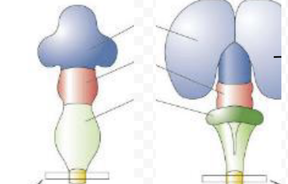 <p>embryonic & postnatal CNS structures (front view)</p>