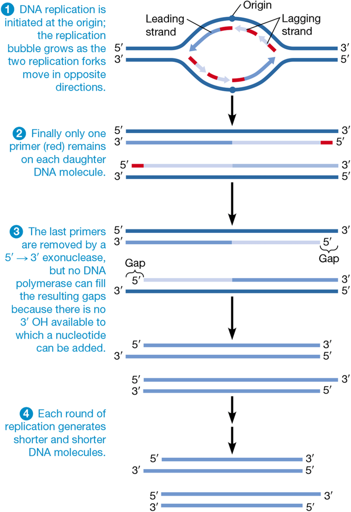 <p>lagging strands are difficult to deal with because they need primers</p><p>each round of replication results in the loss of some nucleotides from the end of the sequence</p><p>repeated sequences at the ends of chromosomes solve this</p>