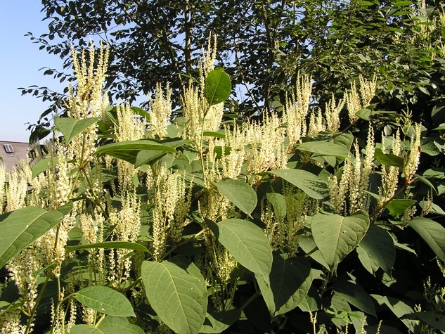 <p>Japonski dresnik-Fallopia japonica</p>