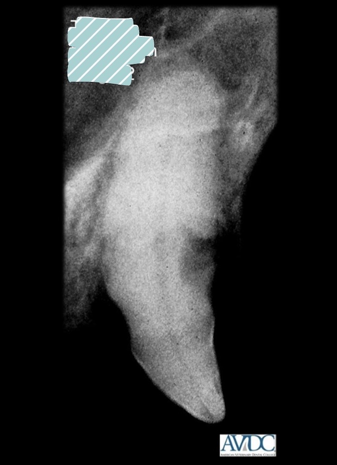 <p>what stage of tooth resorption is this?</p>