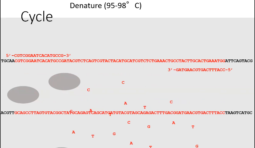 <p>Denature</p><p>Strand of DNA has separated into single strands</p>