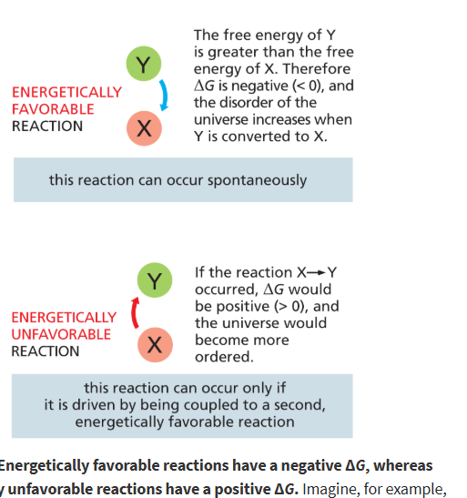 <p>energetically favorable/spontaneous rxns!</p><ul><li><p><strong>create disorder</strong> by decreasing the free energy of a system</p></li></ul><p></p>