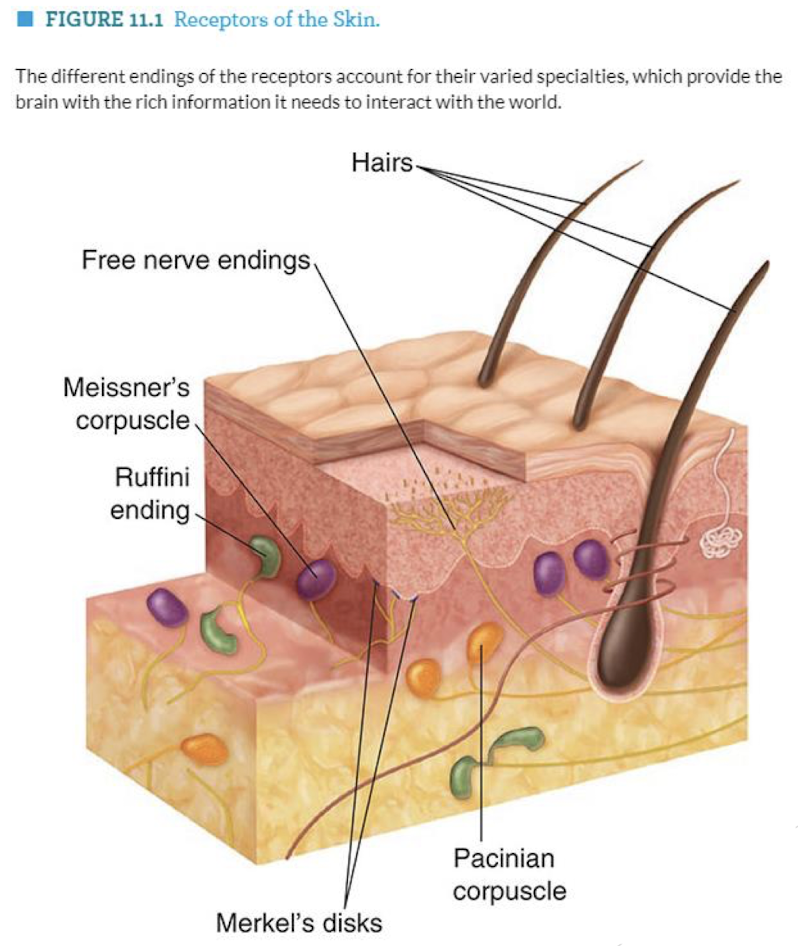 <p>= touch, temp, texture &amp; pain</p><ul><li><p>distinct with their own receptors &amp; pathways to brain via spinal cord</p></li><li><p>we have more skin receptors (higher density) on areas of skin used to detect more</p></li></ul><p></p><p><u>Types of Receptors</u></p><ol><li><p><strong>Free nerve endings</strong> = detect temp &amp; pain</p></li></ol><p>     → at the ends of neuronal dendrites </p><ol start="2"><li><p><strong>Encapsulated receptors</strong> = detect touch &amp; texture</p></li></ol><p>     → enclosed in a membrane </p><p></p><div data-type="horizontalRule"><hr></div><p></p><p><strong><u>Types of Encapsulated receptors</u></strong><u>:</u> 4 (work in pairs)</p><ol><li><p>meissner’s corpuscles = brief burst of impulses</p></li><li><p>merkels disks = sustained response </p></li></ol><p>→ detect texture + fine detail </p><p>→ located near surface of skin</p><p></p><ol start="3"><li><p>pacinian corpuscles = fire once @ beginning </p></li><li><p>Ruffini endings = continues firing</p></li></ol><p>→ detect skin stretching (pressure) + perception of grasped objects shape</p><p>→ located deeper in skin</p><p></p><p></p><p><strong><u>Types of Free nerve endings</u></strong><u>:</u></p><ol><li><p>Temperature receptors = detect temp</p></li></ol><ul><li><p>TRPs (family of protein ion channels) : each open @ diff temp</p></li></ul><p></p><ol start="2"><li><p>Pain receptors: 3 distinct pain types </p><ol><li><p>thermal = TRPs for extreme temps</p></li><li><p>chemical = TRPS for extreme spicy pain <em>(why u perceive spice as hot &amp; mint as cool)</em></p></li><li><p>mechanical = detects painful impact/pressure on skin </p></li></ol></li></ol><p></p>